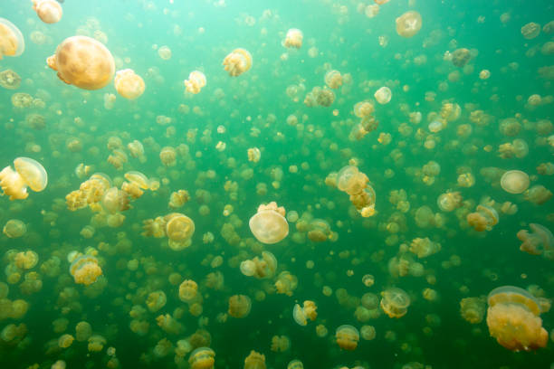 istock Jerryfish lake in palau 1254167267
