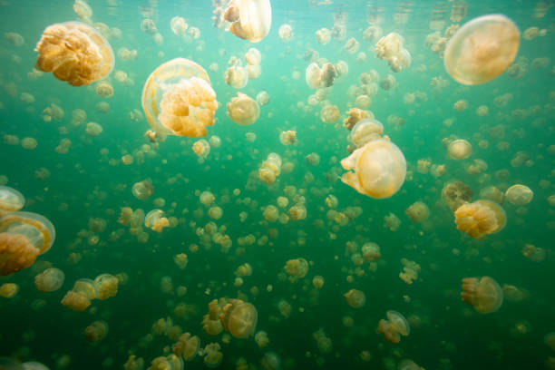 istock Jerryfish lake in palau 1254167854