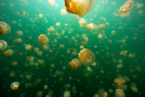 istock jellyfish lake in palau 1254167865