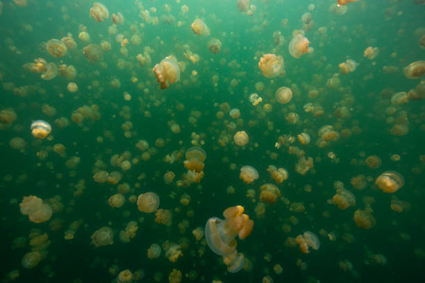 istock Jerryfish lake in palau 1254167893
