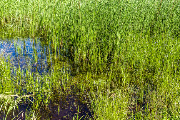 Spring flooding of the coast of the countryside.