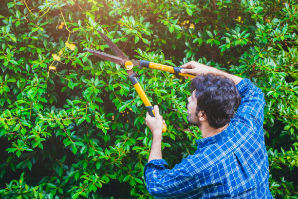 istock Gardener hedge trimming or rip bush with grass shears gardening scissors activity working during stay home at backyard. 1254170650
