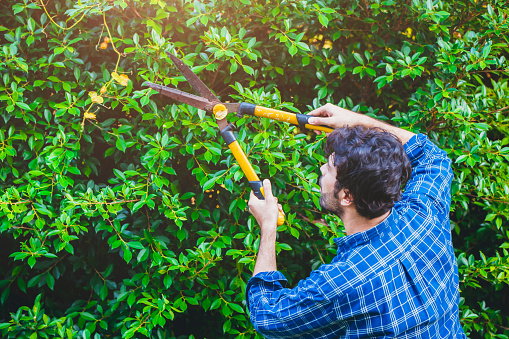 Gardener hedge trimming or rip bush with grass shears gardening scissors activity working during stay home at backyard.