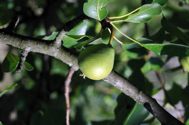 istock pear fruit on a tree branch in a summer garden 1254172774