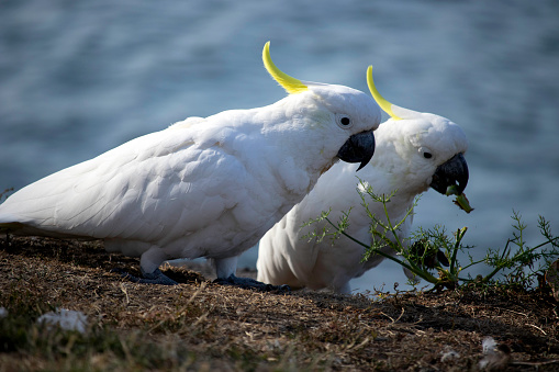 A cockatoo looking over the shoulder of another eating a small green plant