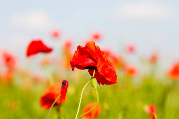 istock Field with red poppies 1254174392