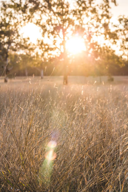 Afternoon Light - Over the Field