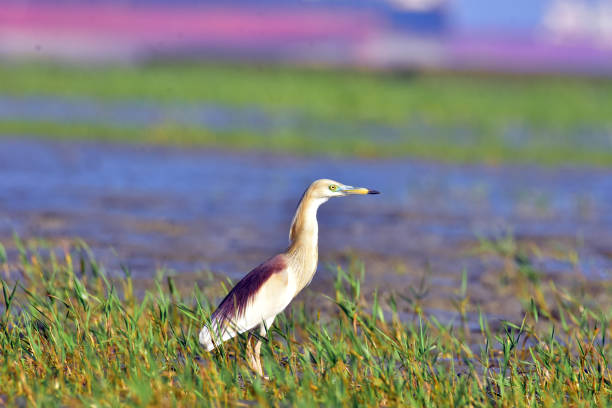 The Indian pond heron or paddybird is a small heron. It is of Old World origins, breeding in southern Iran and east to the Indian subcontinent, Burma, Sri Lanka  and Bangladesh.
