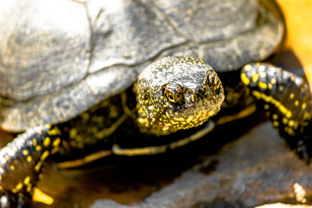 istock European marsh turtle in a swamp close-up. Reptiles. 1254181013
