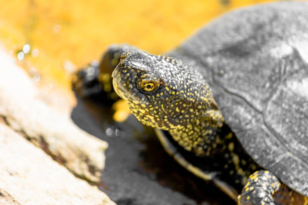 istock European marsh turtle in a swamp close-up. Reptiles. 1254181049