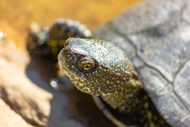 istock European marsh turtle in a swamp close-up. Reptiles. 1254181066