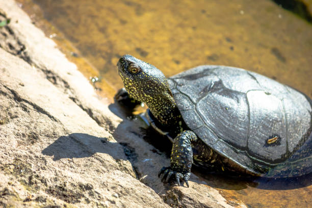 istock European marsh turtle in a swamp close-up. Reptiles. 1254181085