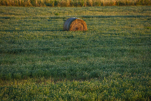 Some hay bales in a green wheat field