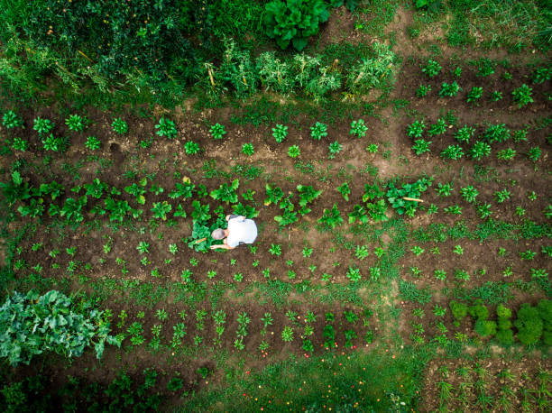 istock Aerial top down view of man working in vegetable garden 1254181553