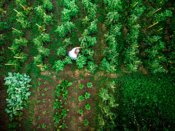 istock Aerial top down view of man working in vegetable garden 1254181555