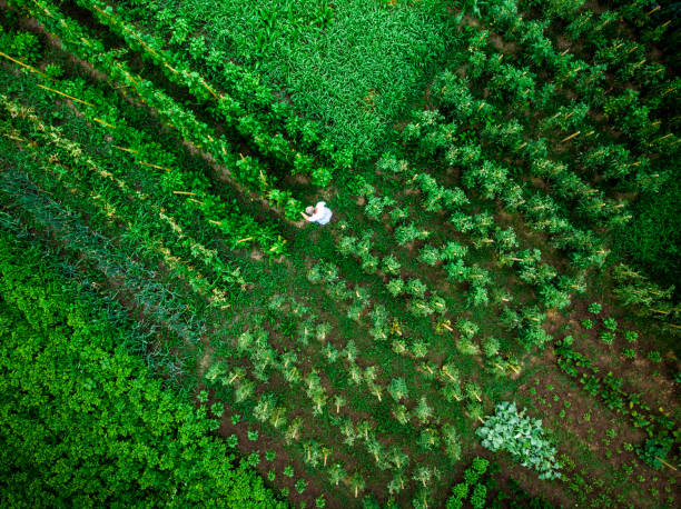 istock Aerial top down view of man working in vegetable garden 1254181573