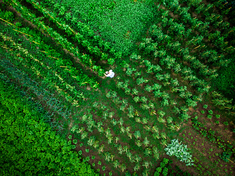 Aerial top down view of man working in vegetable garden