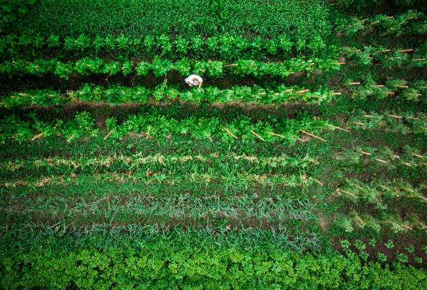 istock Aerial top down view of man working in vegetable garden 1254181598