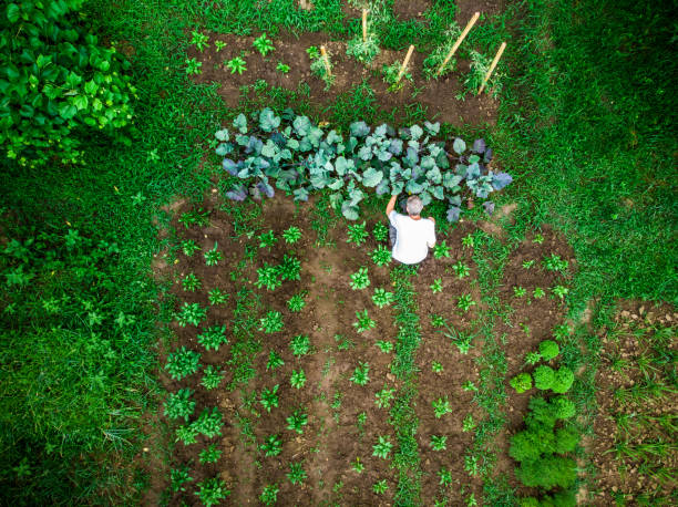 Aerial top down view of man working in vegetable garden Drone shot depicting a top down aerial view of one man working outdoors in a vegetable garden. There are many different vegetable patches, creating abstract patterns and lines from above. patchwork landscape photos stock pictures, royalty-free photos & images