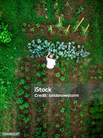 istock Aerial top down view of man working in vegetable garden 1254182237