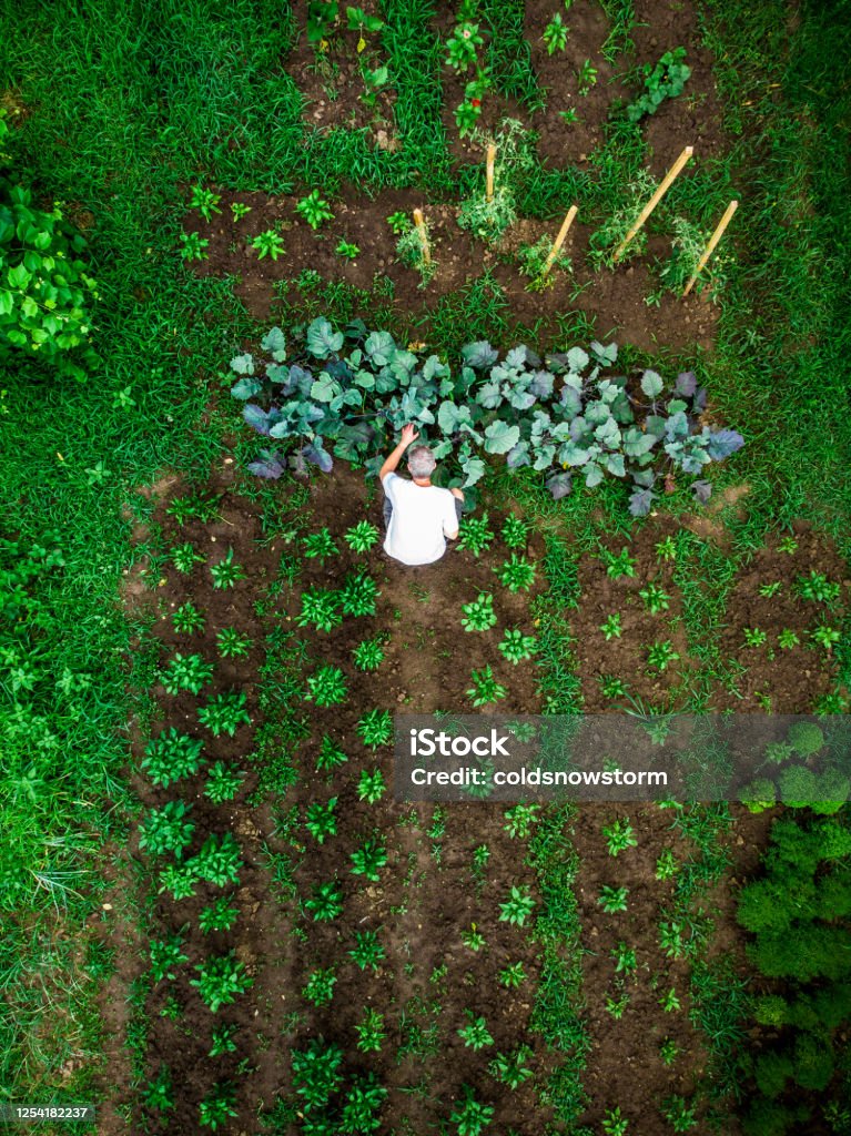 Aerial top down view of man working in vegetable garden Drone shot depicting a top down aerial view of one man working outdoors in a vegetable garden. There are many different vegetable patches, creating abstract patterns and lines from above. Vegetable Garden Stock Photo