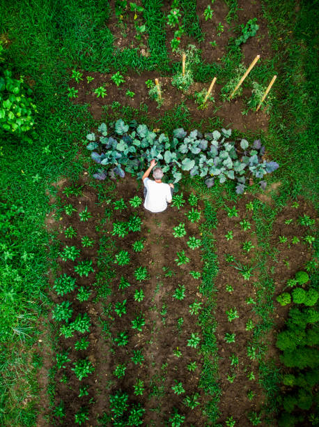 Aerial top down view of man working in vegetable garden Drone shot depicting a top down aerial view of one man working outdoors in a vegetable garden. There are many different vegetable patches, creating abstract patterns and lines from above. agricultural activity photos stock pictures, royalty-free photos & images