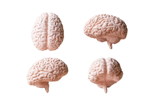 istock Human brain Anatomical Model isolated on white background 1254182394