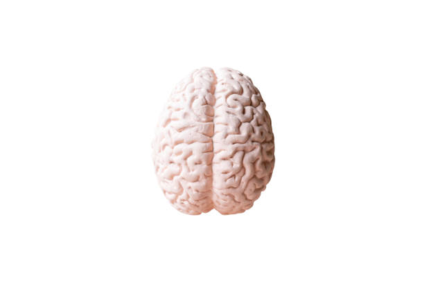 istock Human brain Anatomical Model isolated on white background 1254182409
