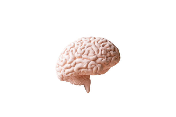 istock Human brain Anatomical Model isolated on white background 1254182474