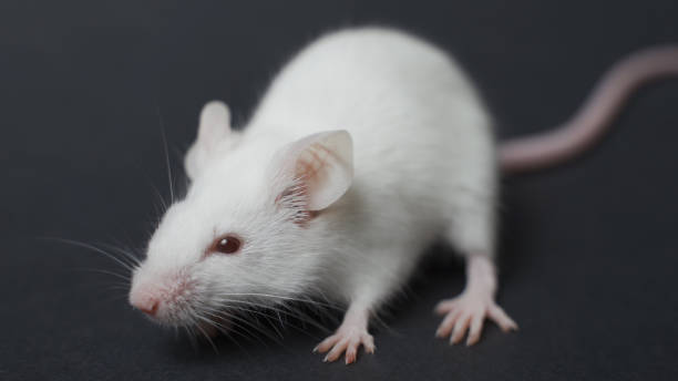 istock funny rat isolated on black background 1254182526