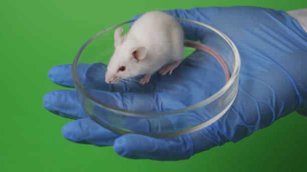 istock Small experimental mouse is on the laboratory researcher's hand 1254182535