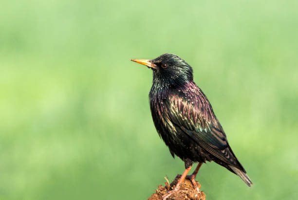 istock birds of Pakistan 1254184475