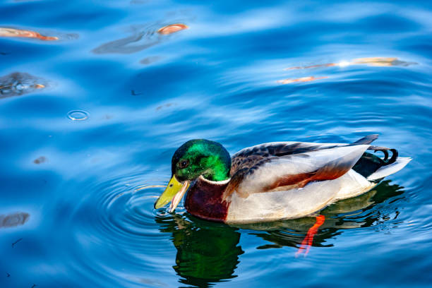 istock Wild duck Mallard swims on the lake. 1254185832