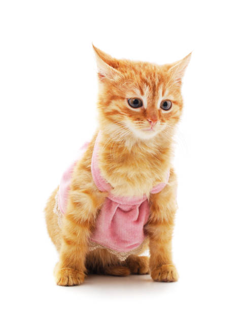 istock Little red kitten in dresses. 1254185883