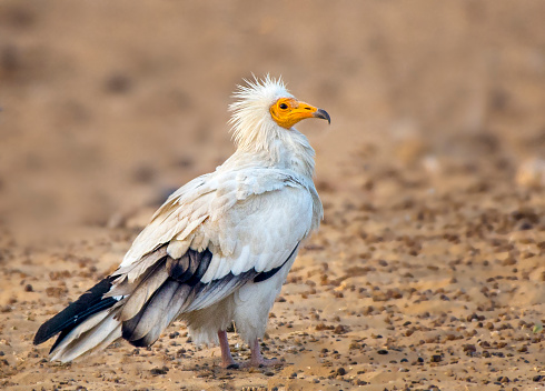 Egyptian Vulture on the ground