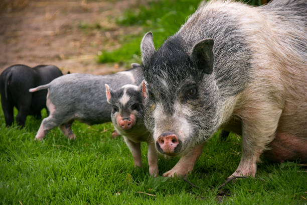 istock Vietnamese pig with little piglets 1254186775