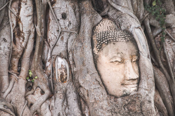 istock Buddha Head statue trapped in Bodhi Tree roots 1254187987