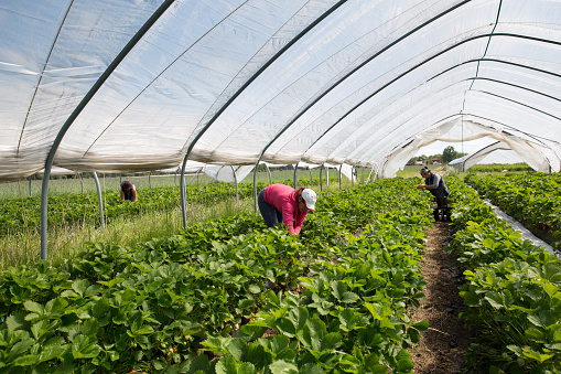 seasonal workers pick strawberries in the tunnel at the start of the harvest