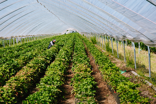 seasonal workers pick strawberries in the tunnel at the start of the harvest