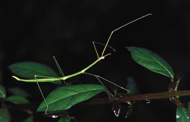 istock Stick Insect standing on Branch, Kenya 1254190299