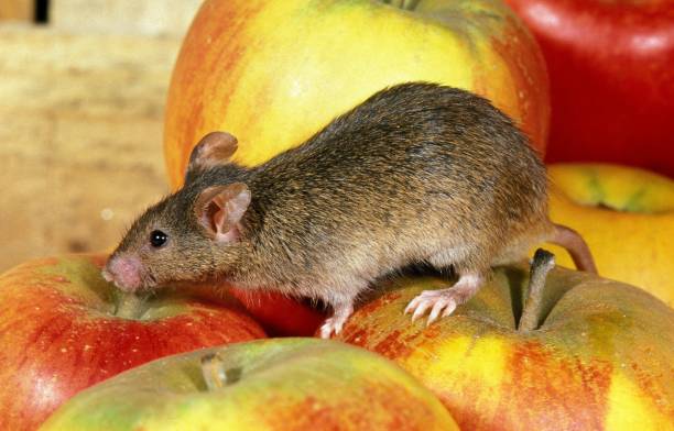 House Mouse, mus musculus, Adult standing on Apple House Mouse, mus musculus, Adult standing on Apple mus musculus stock pictures, royalty-free photos & images