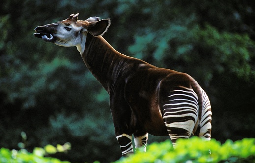 Okapi, okapia johnstoni, adulto lamiendo su nariz photo