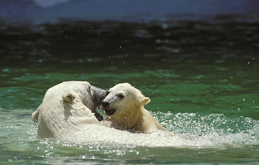 Polar Bear, thalarctos maritimus, Mother with Cub standing in Water