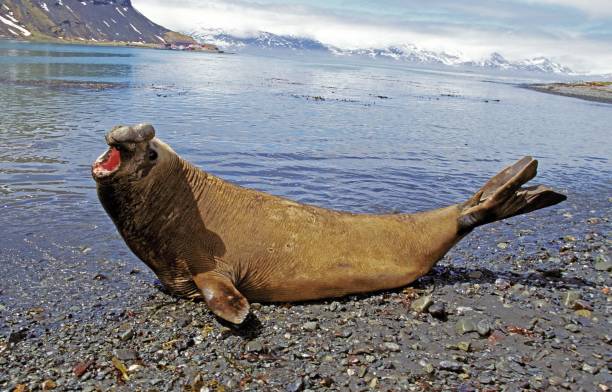 foca-elefante do sul, mirounga leonina, macho deitado na praia em postura defensiva, antártica - animal elephant seal seal yawning - fotografias e filmes do acervo