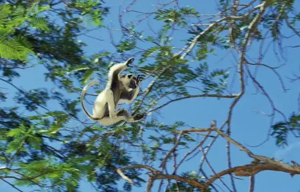 Verreaux's Sifaka, propithecus verreauxi, Adult Jumping to another Branch, Berent Reserve in Madagascar