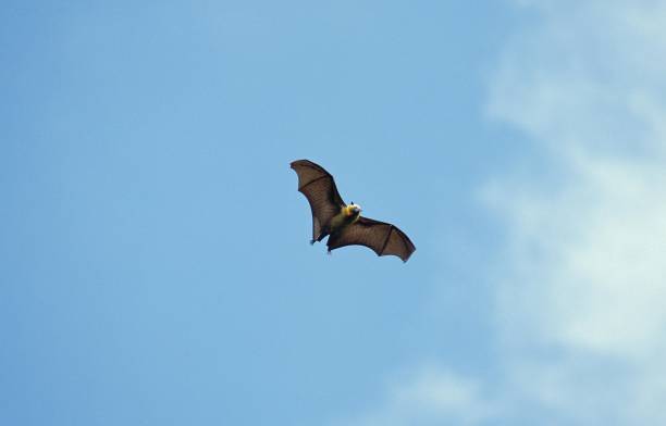 istock Flying Fox, pteropus sp., Adult in Flight 1254190953