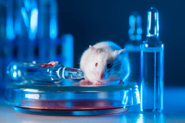 istock White albino laboratory mouse in a modern virological or immunological laboratory. 1254191031
