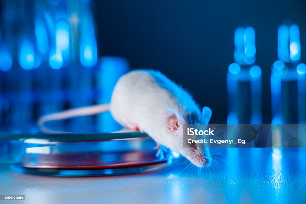 Animal Sample Lab Animal Testing In Laboratory Rat In Blue Laboratorym Animal Experiments ...