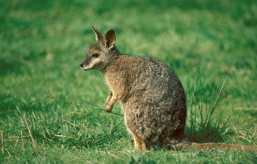Parma Wallaby, macropus parma, Adult sitting on Grass