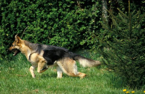 istock German Shepherd Dog, Adult running 1254191231